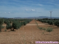 Fotos del anuncio: Finca de secano labor 400 hectreas