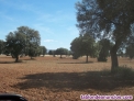 Fotos del anuncio: Finca de secano labor 400 hectreas