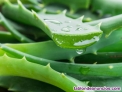 Fotos del anuncio: Aloe Vera La planta de la salud