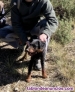 Fotos del anuncio: Jagdterrier hembra para caza de zorros