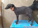 Fotos del anuncio: Se cede camada de galgos.