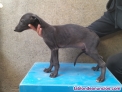 Fotos del anuncio: Se cede camada de galgos.