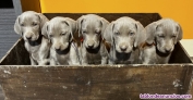 Fotos del anuncio: Cachorros de braco