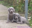Fotos del anuncio: Cachorros de braco