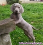 Fotos del anuncio: Cachorros de braco