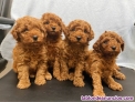 Fotos del anuncio: Cachorros de Caniche Toy Rojo