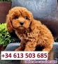 Fotos del anuncio: Cachorros de Caniche Toy Rojo