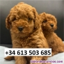 Fotos del anuncio: Cachorros de Caniche Toy Rojo