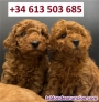 Fotos del anuncio: Cachorros de Caniche Toy Rojo