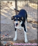 Fotos del anuncio: Cachorro mestizo bodeguero 