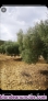 Fotos del anuncio: Se vende finca rustica