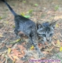 Fotos del anuncio: Se regalan gatitas