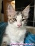 Fotos del anuncio: Regalo gatito de 2 meses
