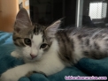 Fotos del anuncio: Regalo gatito de 2 meses