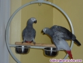 Fotos del anuncio: REGALO ADOPCION de yaco loros