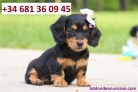 Fotos del anuncio: Regalo Precioso - Teckel en Miniatura! .681..360..945