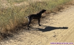 Fotos del anuncio: Regalo braco alemn 