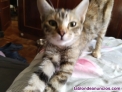 Fotos del anuncio: Regalo/ doy en adopcin gatita de 4 meses 
