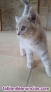 Fotos del anuncio: British Shorthair Lilac 618761189