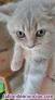Fotos del anuncio: British Shorthair Lilac 618761189