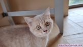 Fotos del anuncio: British Shorthair Lilac 618761189