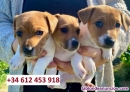 Fotos del anuncio: Regalo: Preciosos Cachorros Miniatura de Jack Russell disponibles!