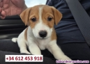 Fotos del anuncio: Regalo: Preciosos Cachorros Miniatura de Jack Russell disponibles!