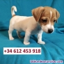 Fotos del anuncio: Regalo: Preciosos Cachorros Miniatura de Jack Russell disponibles!