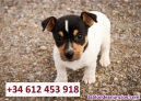 Fotos del anuncio: Regalo: Preciosos Cachorros Miniatura de Jack Russell disponibles!