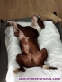 Cama perros XXL