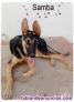 Fotos del anuncio: Cachorrita cruce pastor alemn 