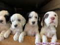 Fotos del anuncio: Cachorros de setter ingles 