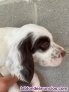 Fotos del anuncio: Cachorros de setter ingles 