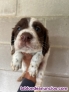 Fotos del anuncio: Cachorros de setter ingles 