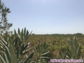 Fotos del anuncio: Terreno en venta en bollullos par del condado