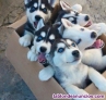 Fotos del anuncio: Estoy regalando cachorros husky