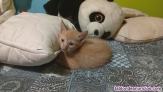 Fotos del anuncio: Se regalan gatitos