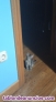 Fotos del anuncio: Se regalan gatitos