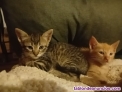 Fotos del anuncio: Se regalan gatitos