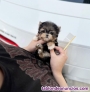 Fotos del anuncio: Regalo! Cachorro de yorkshire