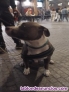 Fotos del anuncio: Perro para monta 