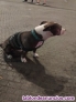 Fotos del anuncio: Perro para monta 