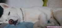 Fotos del anuncio: Hasky siberiano blanco