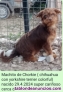 Fotos del anuncio: Se ceden varios chorkie 