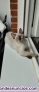 Fotos del anuncio: Preciosos gatitos en adopcin