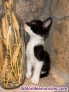 Fotos del anuncio: Preciosos gatitos en adopcin