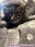 Fotos del anuncio: Preciosos gatitos en adopcin