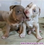 Fotos del anuncio: Cachorros american bully.....+34 631077932