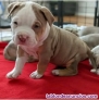 Fotos del anuncio: Cachorros american bully.....+34 631077932