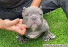 Fotos del anuncio: Pocket american bull cachorros 